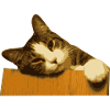 CAT COLLECTION 2017