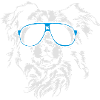 Border Collie fraîche