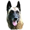malinois
