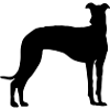 Galgo silhouette canine dog greyhounds