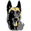 Kopf malinois
