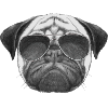 mops pug