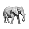 Elefant