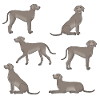 Weimaraner selection