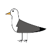 Möwe