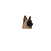 Tervueren