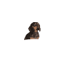 dachshund