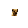 Border Terrier