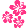 hibiscus summer flowers