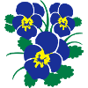 Stiefmütterchen Blüten 3