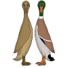 Two barrel duck head front
