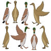 Running duck selection