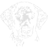 Curly Coated Retriever