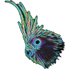 Nymphensittich (12)