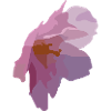 Blüten