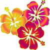 BALI fleurs d'hibiscus trio