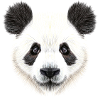 Panda Bear! Doux!