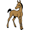 Foal