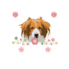 Kooikerhondje