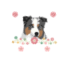 Australian Shepherd