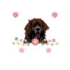 Leonberger