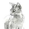 Sphynx Katze