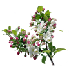 Frühling Apfelblüte