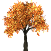 Beautiful tree with yellow leaves