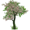 Tree in spring
