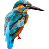 kingfisher