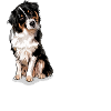AUSTRALIAN SHEPHERD - Schubs mich nicht