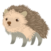 cute little Hedgehog