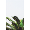 palm trees
