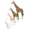 Giraffe drawing