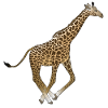 Run giraffe