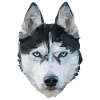 husky