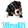 AUSTRALIAN SHEPHERD stress not me