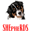 AUSTRALIAN SHEPHERD stress not me