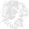 Nouvelle-Écosse Retriever PORTRAIT