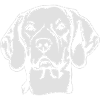 MAGYAR VIZSLA PORTRAIT