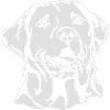 LABRADOR PORTRAIT