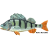Perch - Perca fluviatilis