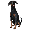 Dobermann