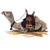 camel