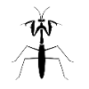 praying mantis