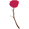 rose