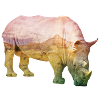 Nashorn
