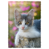 Cute gray-white kitten