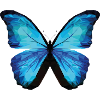 BUTTERFLY POLYGON in blue