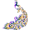 Pfau bunt